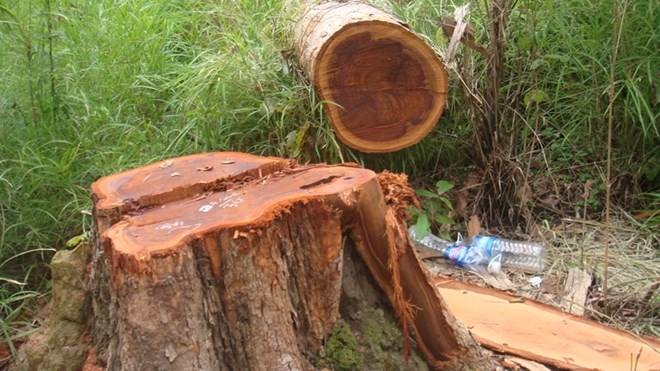 Đắc Lắc Lâm tặc tàn phá rừng sinh thái Bản Đôn
